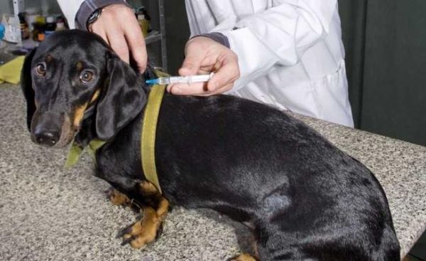 狂犬病打针费用一览（了解宠物打狂犬病针需要的费用及注意事项）
