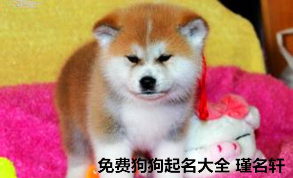 免费狗狗起名大全 瑾名轩免费起名网