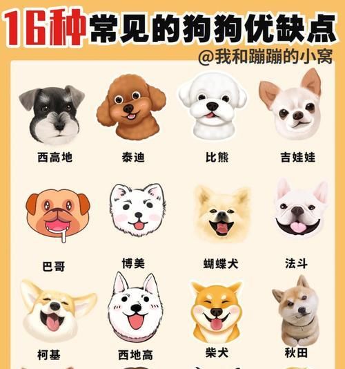 泰迪犬拒食狗粮偏好零食怎么办？如何调整饮食习惯？