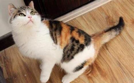 三花猫性格特点