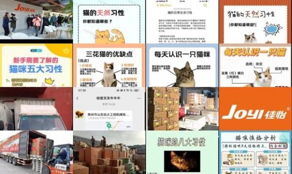 猫的习性和生活特点