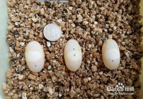 猪鼻龟蛋孵化最佳方法图片：猪鼻龟怎么孵化 猪鼻龟百科 第7张