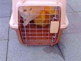 重庆宠物猫托运 宠物托运 费用合理