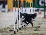 宠物训练专家-东莞训犬基地的专业服务