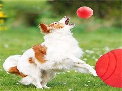 东莞训犬学校-诚信保障