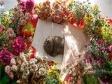 武汉宠物火化服务温暖送别宠物最后一程