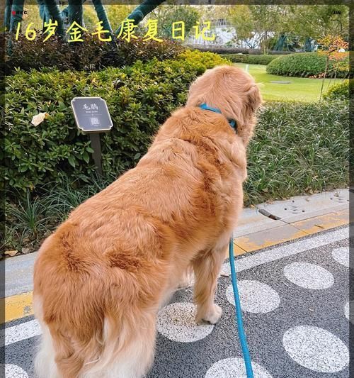 训练狗狗的8个技巧（有效训练你的狗狗并建立良好的行为习惯）