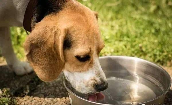 狗狗肠胃不适怎么办?专业调理食谱推荐!