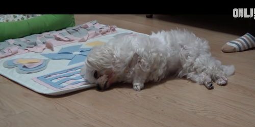 狗狗咳嗽出血,宠物主人必知!