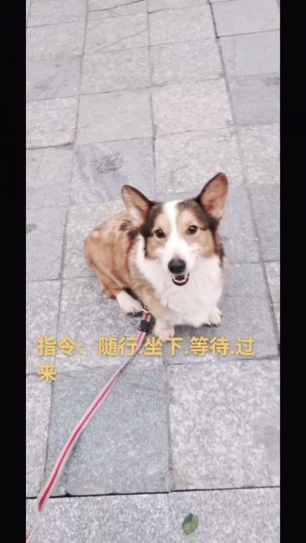 柯基犬护食