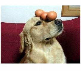 狗狗门牙松动,4年犬龄牙病处理:及时就医,专业清洁。