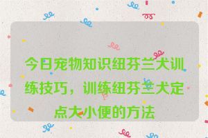 今日宠物知识纽芬兰犬训练技巧，训练纽芬兰犬定点大小便的方法