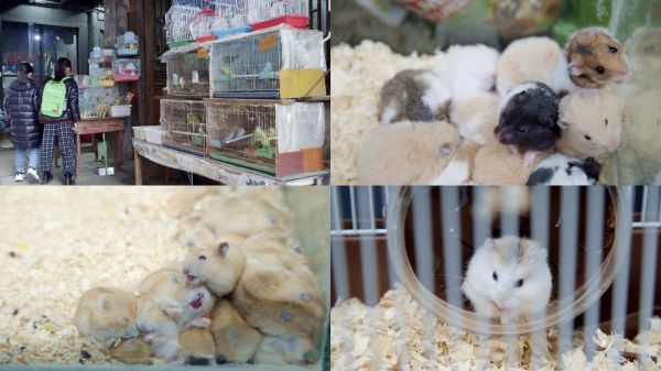 花鸟市场宠物市场仓鼠宠物兔