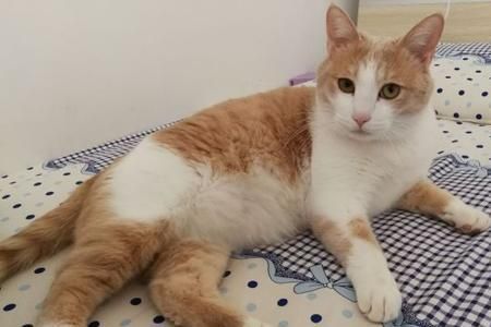 宠物猫健康增肥饮食指南
