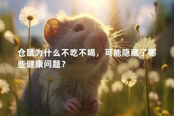 仓鼠为什么不吃不喝，可能隐藏了哪些健康问题？