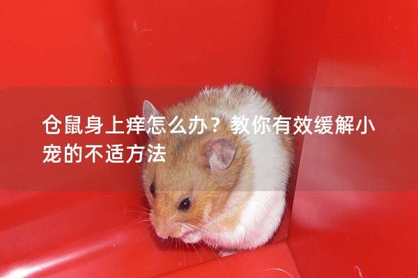 仓鼠身上痒怎么办？教你有效缓解小宠的不适方法