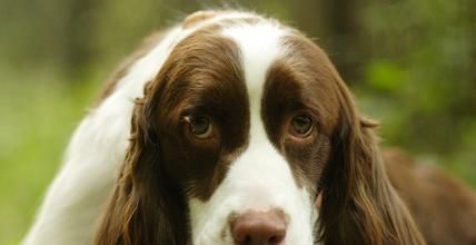 以史宾格犬为例，如何进行宠物训练（从基础训练到高级技巧，掌握这些关键方法让你的宠物更加听话亲近）