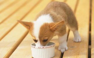 幼犬何时识饱饿？训练饮食技巧。