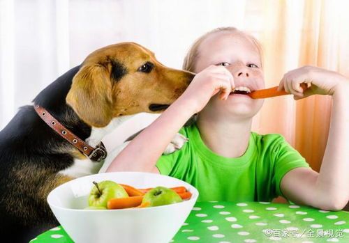 幼犬何时识饱饿？训练饮食技巧。