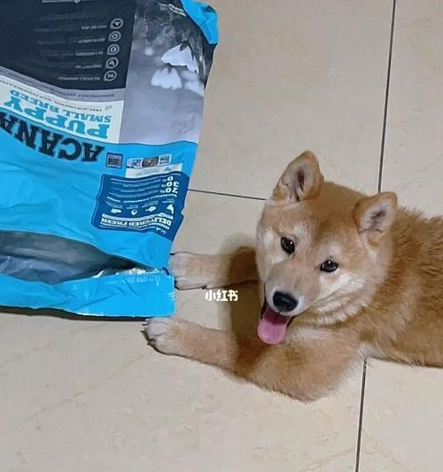 五个月柴犬每天该吃多少狗粮（宠物喂养指南）