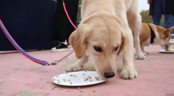 狗不吃东西该喂什么？狗狗食欲不振时的饮食安排有哪些？