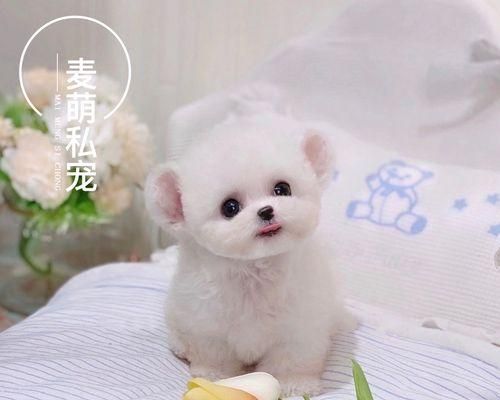 比熊犬训练要点剖析（从初步准备到高级训练，全方位掌握训练技巧）