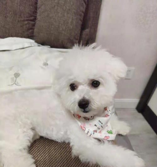 比熊犬训练要点剖析（从初步准备到高级训练，全方位掌握训练技巧）
