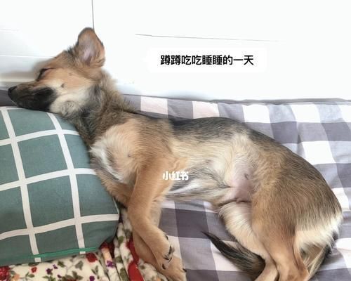 狗狗胃酸过多（宠物健康问题）