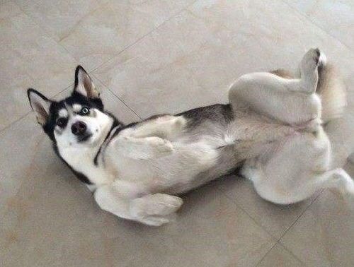 哈士奇幼犬食谱大揭秘！营养美味，快来学学吧