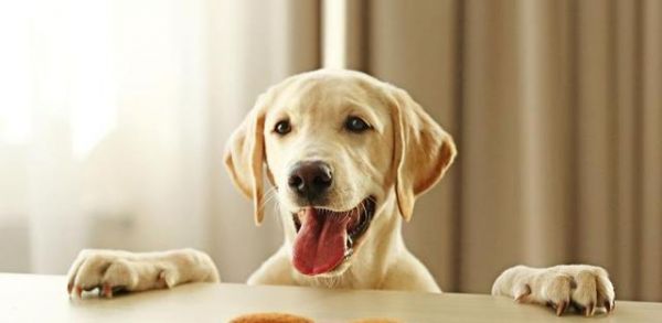 狗狗贫血了应该吃什么食物补充？有哪些营养建议？