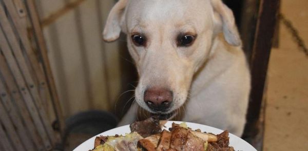 狗狗贫血了应该吃什么食物补充？有哪些营养建议？