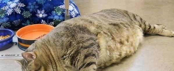 猫咪肝脏受损该如何饮食（合理搭配食物）