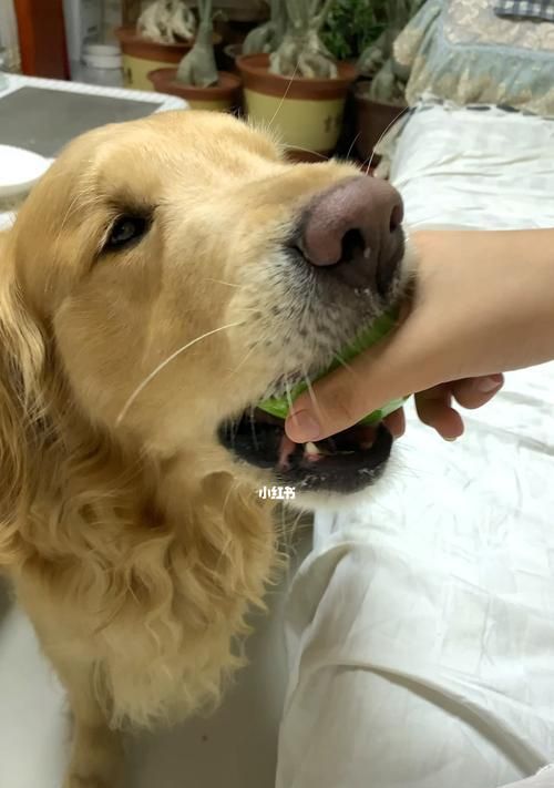 狗狗能吃什么蔬菜？哪些蔬菜对狗狗健康有益？