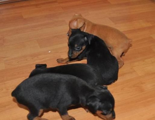 小鹿犬的喜好与喜欢玩的玩具（探究宠物小鹿犬对玩具的偏好和喜好）