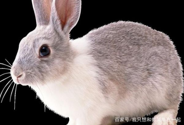 造成你宠物兔子腹泻的常见原因，快来看一下