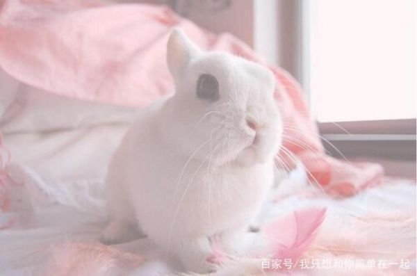 造成你宠物兔子腹泻的常见原因，快来看一下