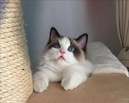 猫咪抓伤自己是怎么回事（揭秘猫咪抓痒的真相）