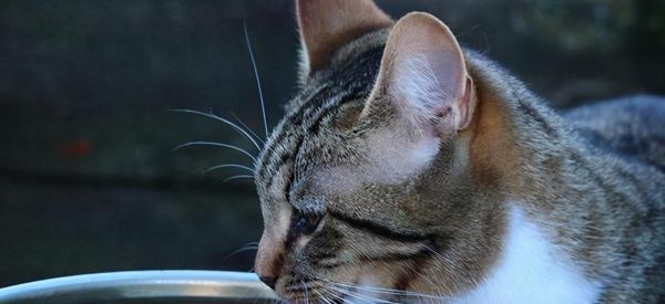 猫咪抓伤自己是怎么回事（揭秘猫咪抓痒的真相）