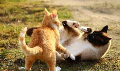 家养宠物猫抓伤要打针吗为什么