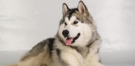 如何正确处理宠物抓伤——以阿拉斯加犬为例（宠物伤害预防与处置）