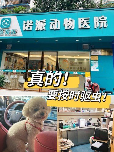 养狗狗真的要按时驱虫！