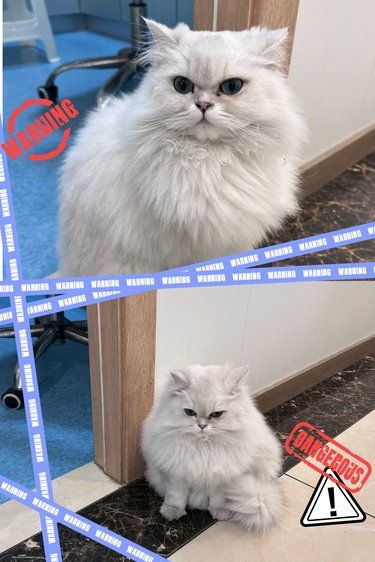 猫猫的幸福生活全靠它！ 
