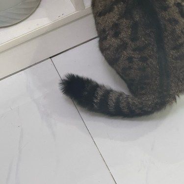 猫咪的尾巴为什么摸起来油腻腻的?