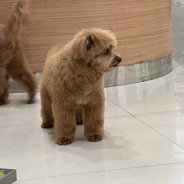 狗狗走路姿势很奇怪是怎么回事儿?