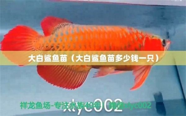 大白鲨鱼苗饲料选择指南，大白鲨鱼苗饲料品牌推荐 观赏鱼市场（混养鱼） 第2张