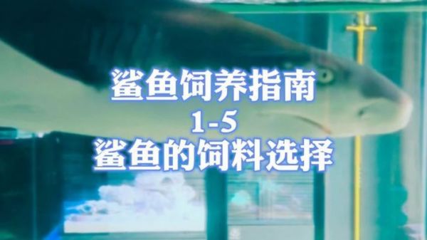 大白鲨鱼苗饲料选择指南，大白鲨鱼苗饲料品牌推荐 观赏鱼市场（混养鱼） 第1张