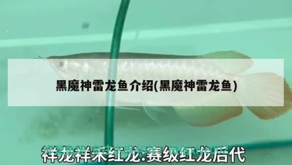 大白鲨鱼苗饲料选择指南，大白鲨鱼苗饲料品牌推荐 观赏鱼市场（混养鱼） 第3张