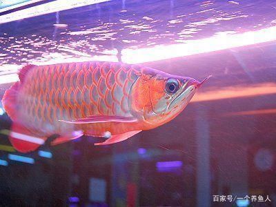 龙鱼专用灯的光谱选择指南（龙鱼专用灯光谱选择） 龙鱼百科 第3张