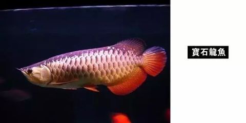 龙鱼专用灯的光谱选择指南（龙鱼专用灯光谱选择） 龙鱼百科 第2张