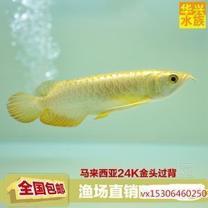 龙鱼专用灯的光谱选择指南（龙鱼专用灯光谱选择） 龙鱼百科 第4张